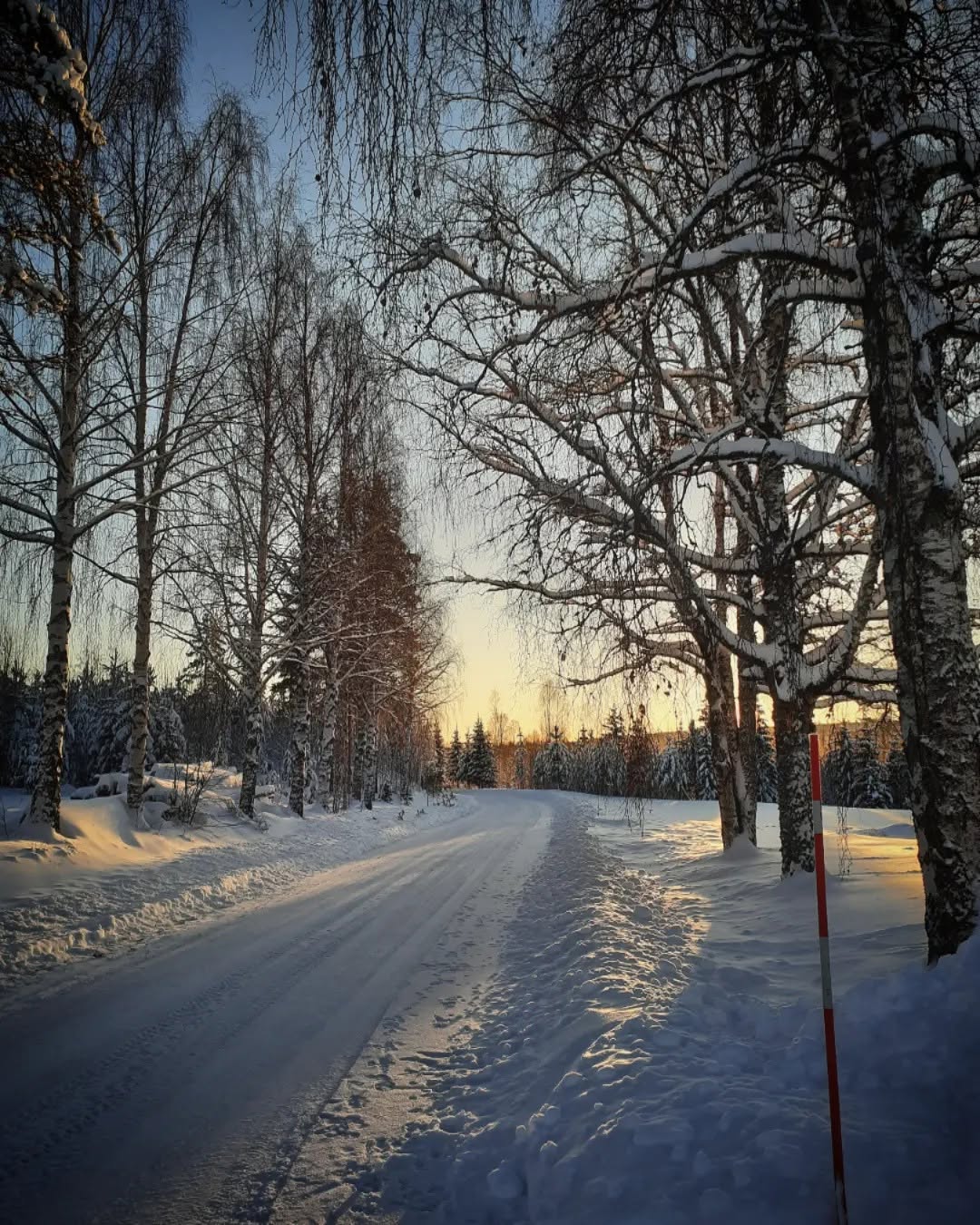 Snötäckt grusväg mellan björkar i vinterljus